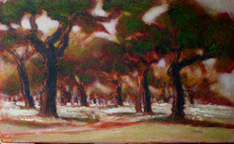 Cork trees (Torres das Vargens)